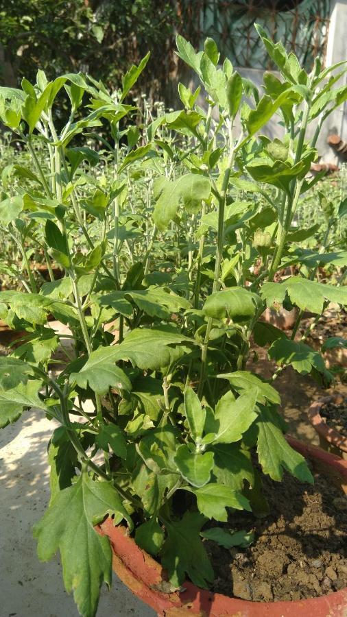 Chaiti Eco Homestay- Santiniketan Bolpur Exterior foto