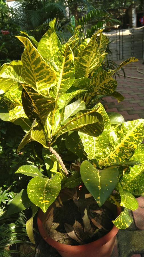Chaiti Eco Homestay- Santiniketan Bolpur Exterior foto